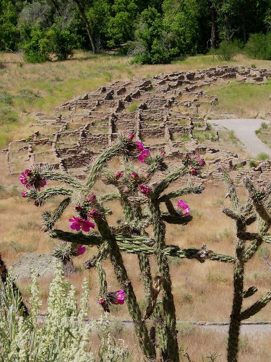pink flowers thin stalked cactus with the remnants of a large stone structure in the distance