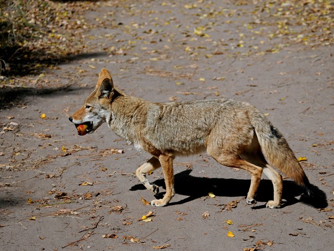 a side shot of a tan and brown coyote with a red apple in its mouth