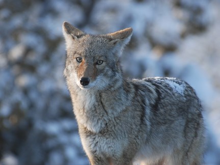 coyote in snow