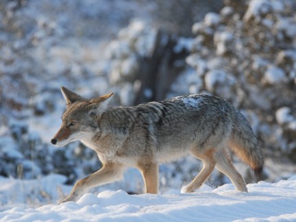 coyote coyote