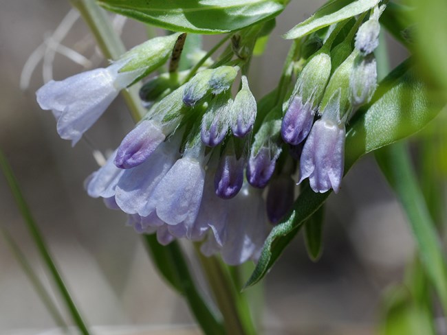 chiming bells