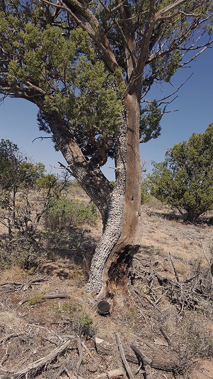 cu juniper on tyuonyi overlook trail