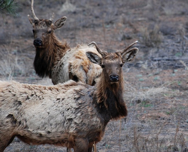 bull elk in spring bull elk in spring