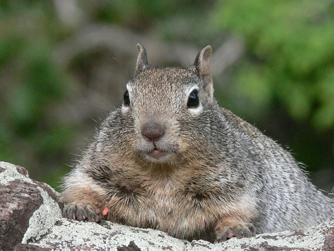 rock squirrel rock squirrel