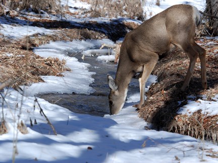 Mule Deer at Frijoles Creek