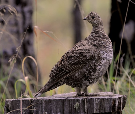 female grouse