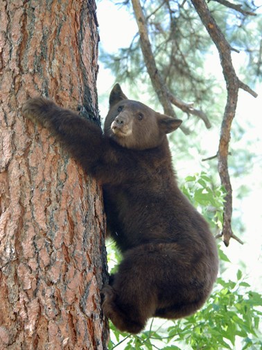 A black bear climbing a tree.
