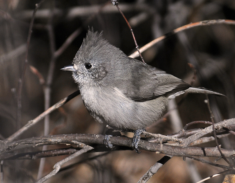 juniper titmouse