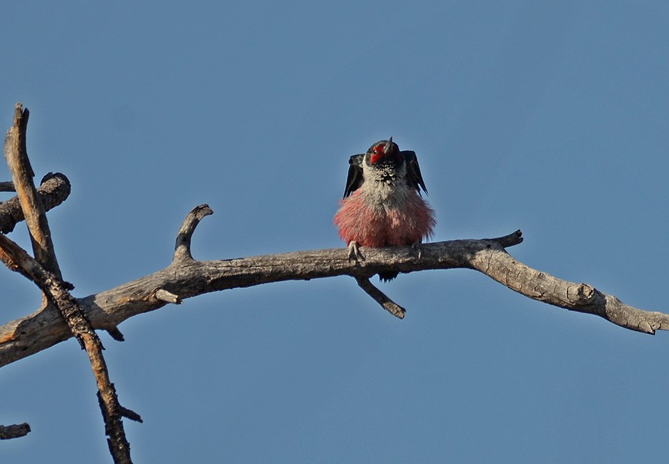 a pink, black, and beige bird sits on a tree limb with its wings stretching