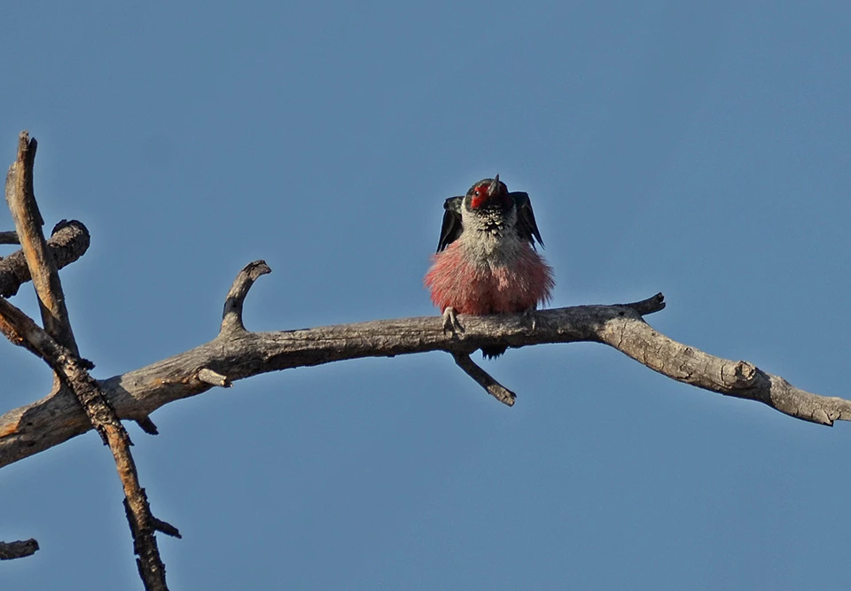 lewiss woodpecker a pink, black, and beige bird sits on a tree limb with its wings stretching