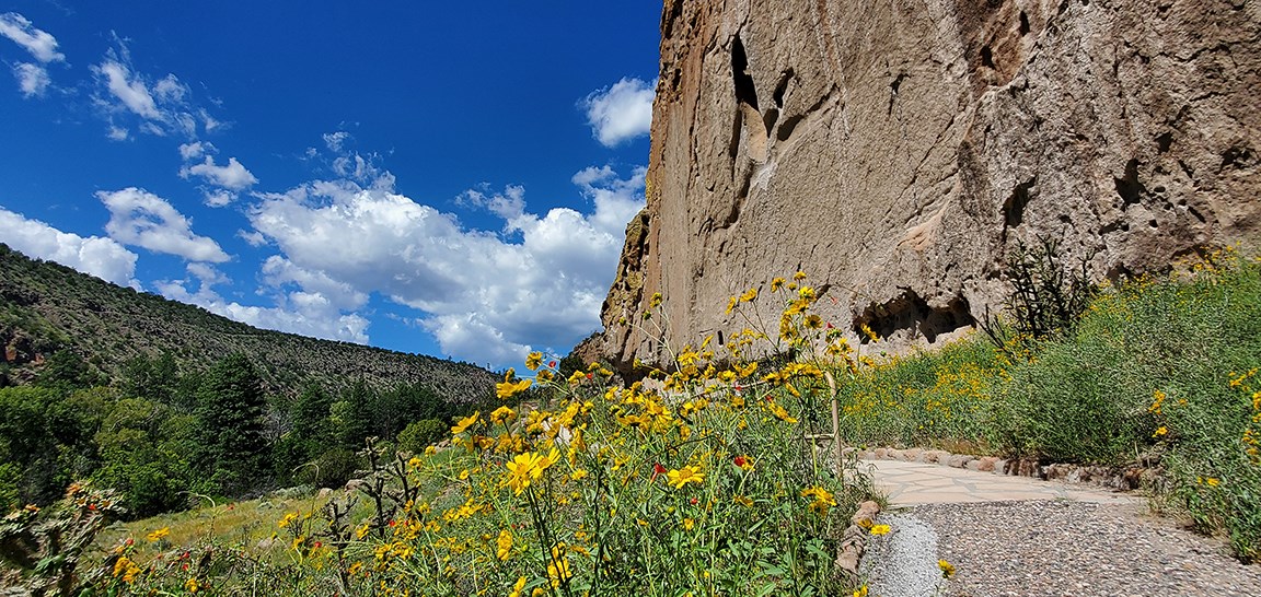 red and yellow flowers in front of the remnants of large stone dwellings along the base of a cliff
