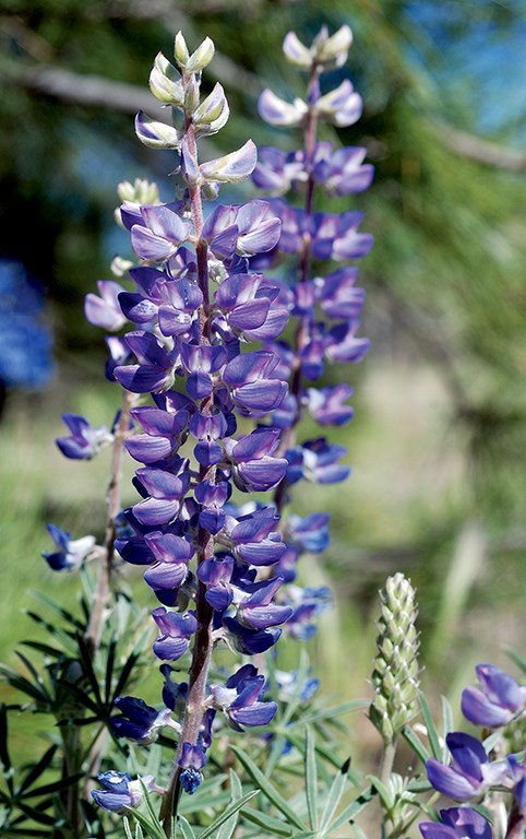 lupine