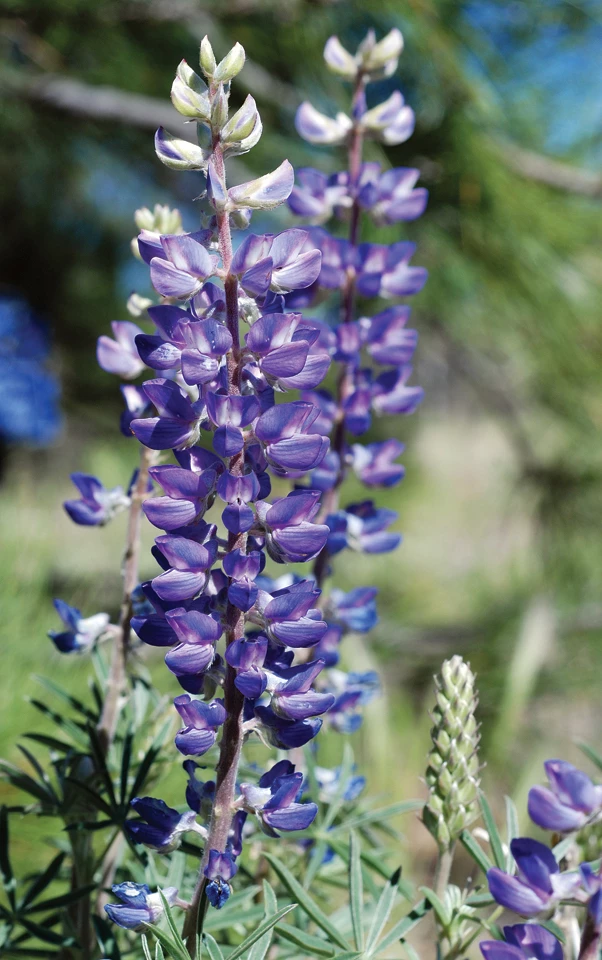 lupine 5 lupine