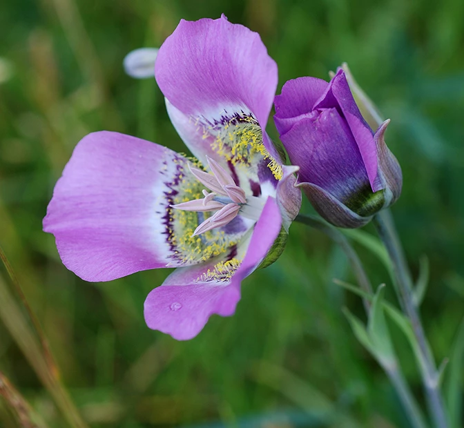 Mariposa lily and bud Mariposa lily and bud