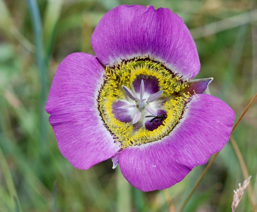 mariposa lily