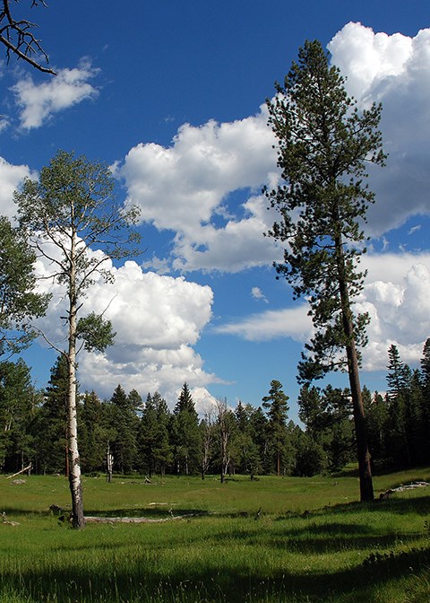 mountain meadow