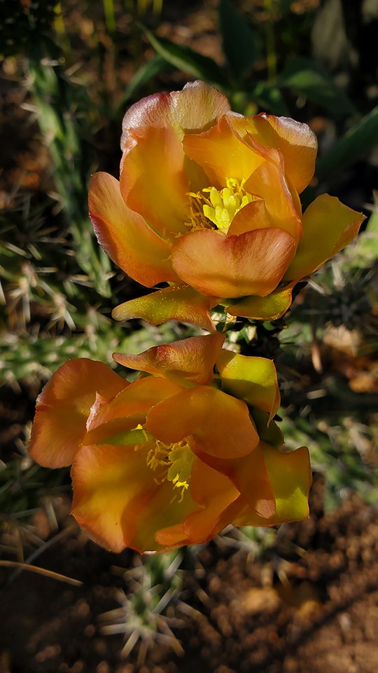 orange cholla