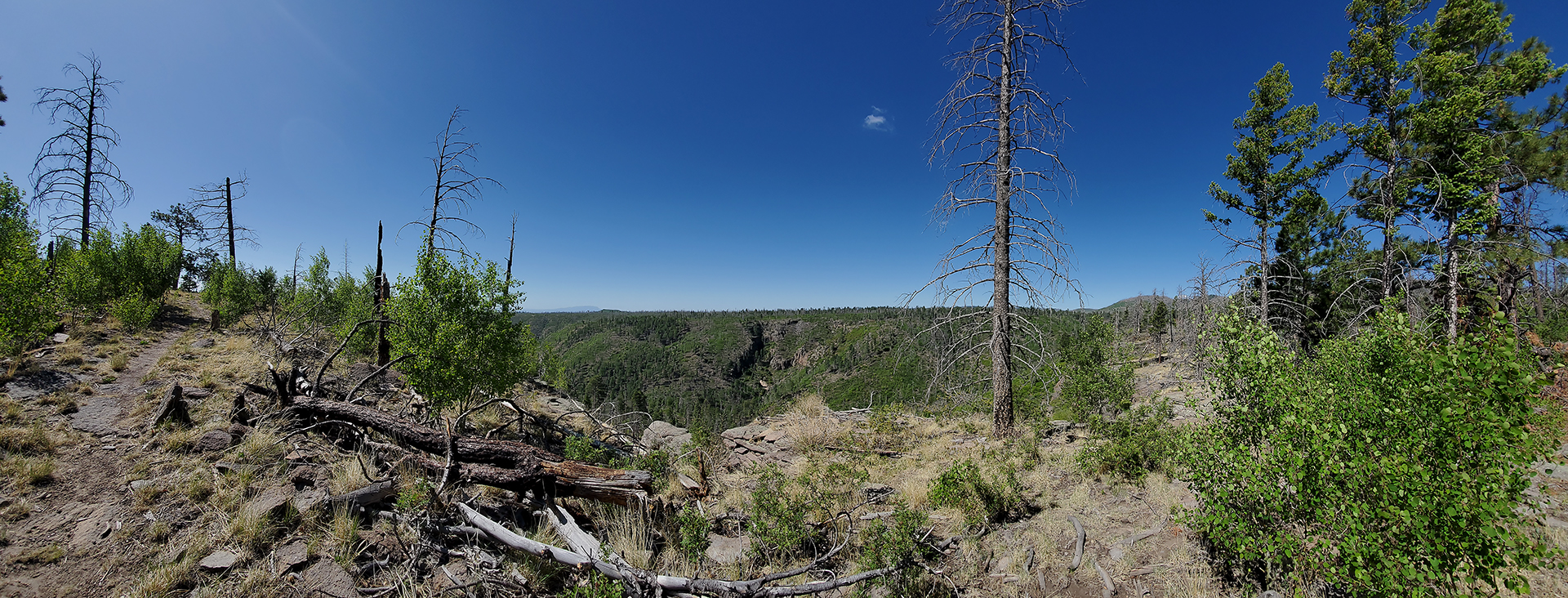 panorama at blue ski trail summer