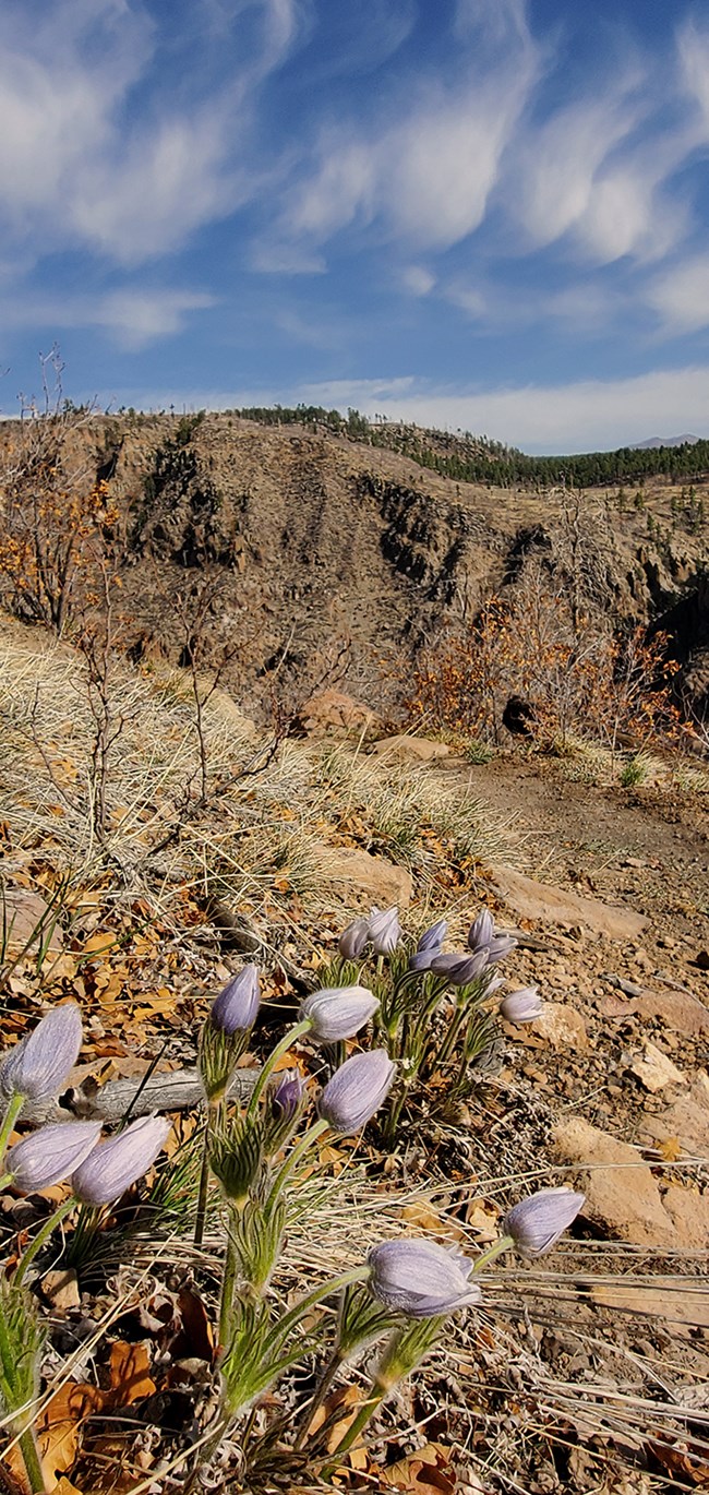 pasque flowers on frijoles rim trail