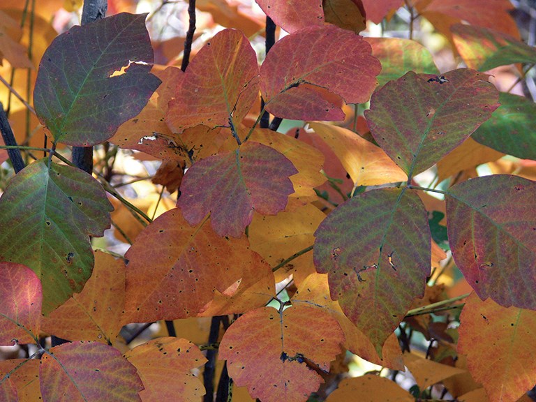 poison ivy pretty but do not touch