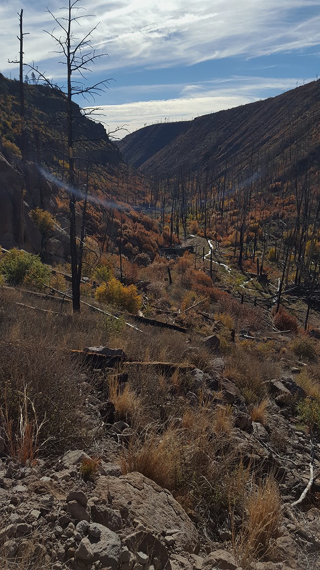a view into a deep narrow canyon with greenery but also many burnt trees.