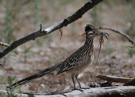 roadrunner with lizard roadrunner with lizard
