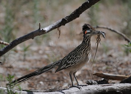 roadrunner with lizard