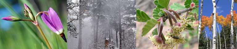 Bandelier's 4 seasons