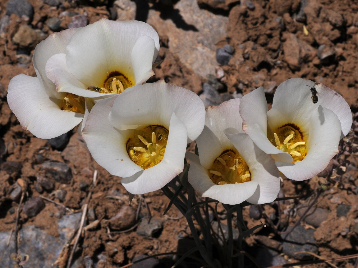 sego lilies