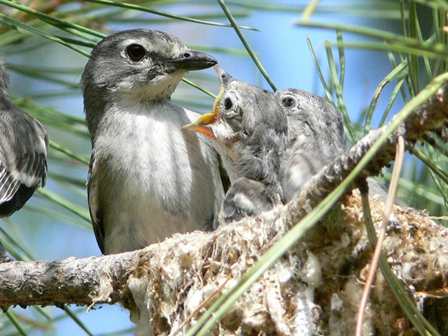 plumbeous vireo family