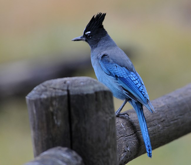 steller's jay