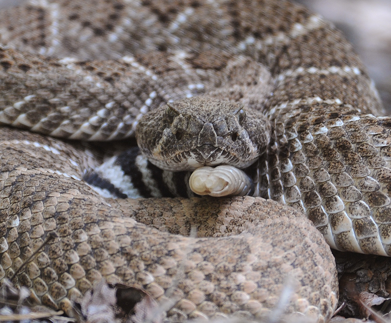 Sevec Rattlers Visiting in Summer - Bandelier National Monument (U.S. National Park ...