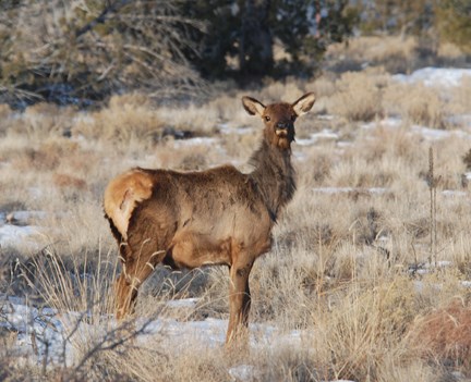 young elk young elk