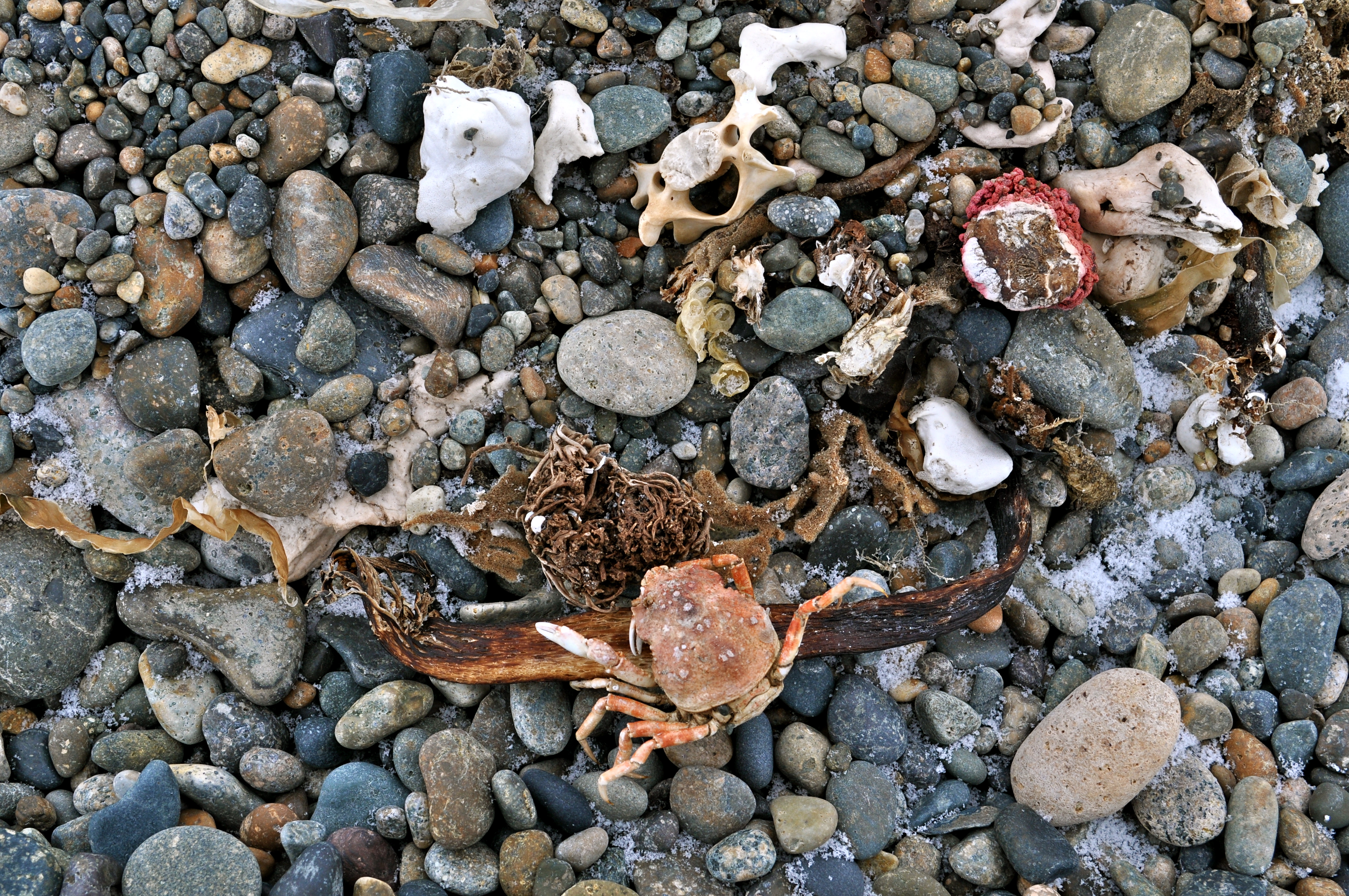 Beach Treasures