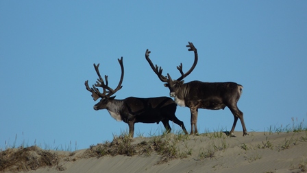 Caribou