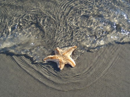 Seastar in the coastal lagoon