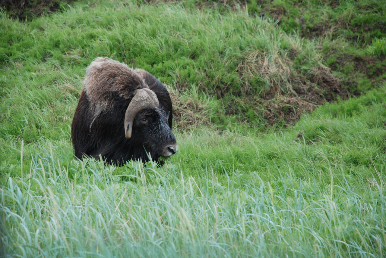 A muskox grazes amongst the verdant coastal grasses