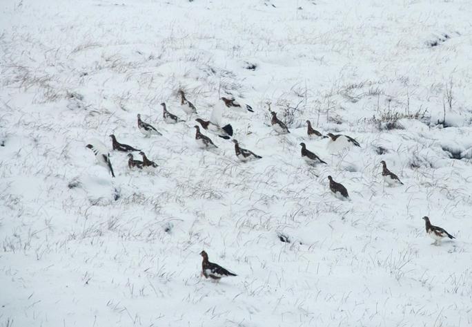 Ptarmigan in the snow