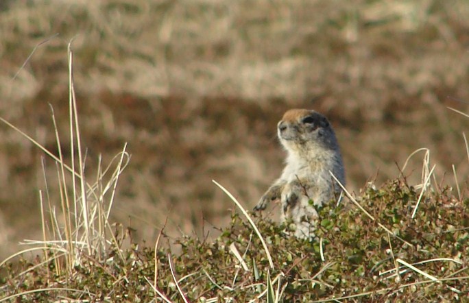 Arctic Ground Squirrel