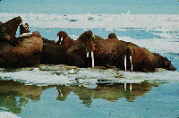 A group of brown walrus, many with long white ivory tusks, sitting on the edge of the sea ice.