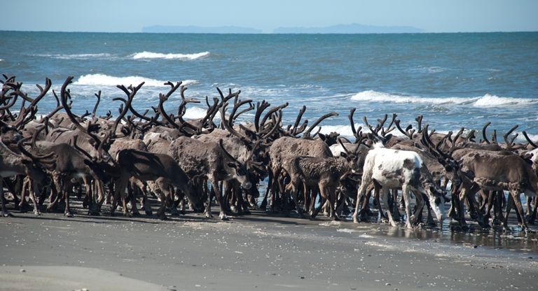 Reindeer