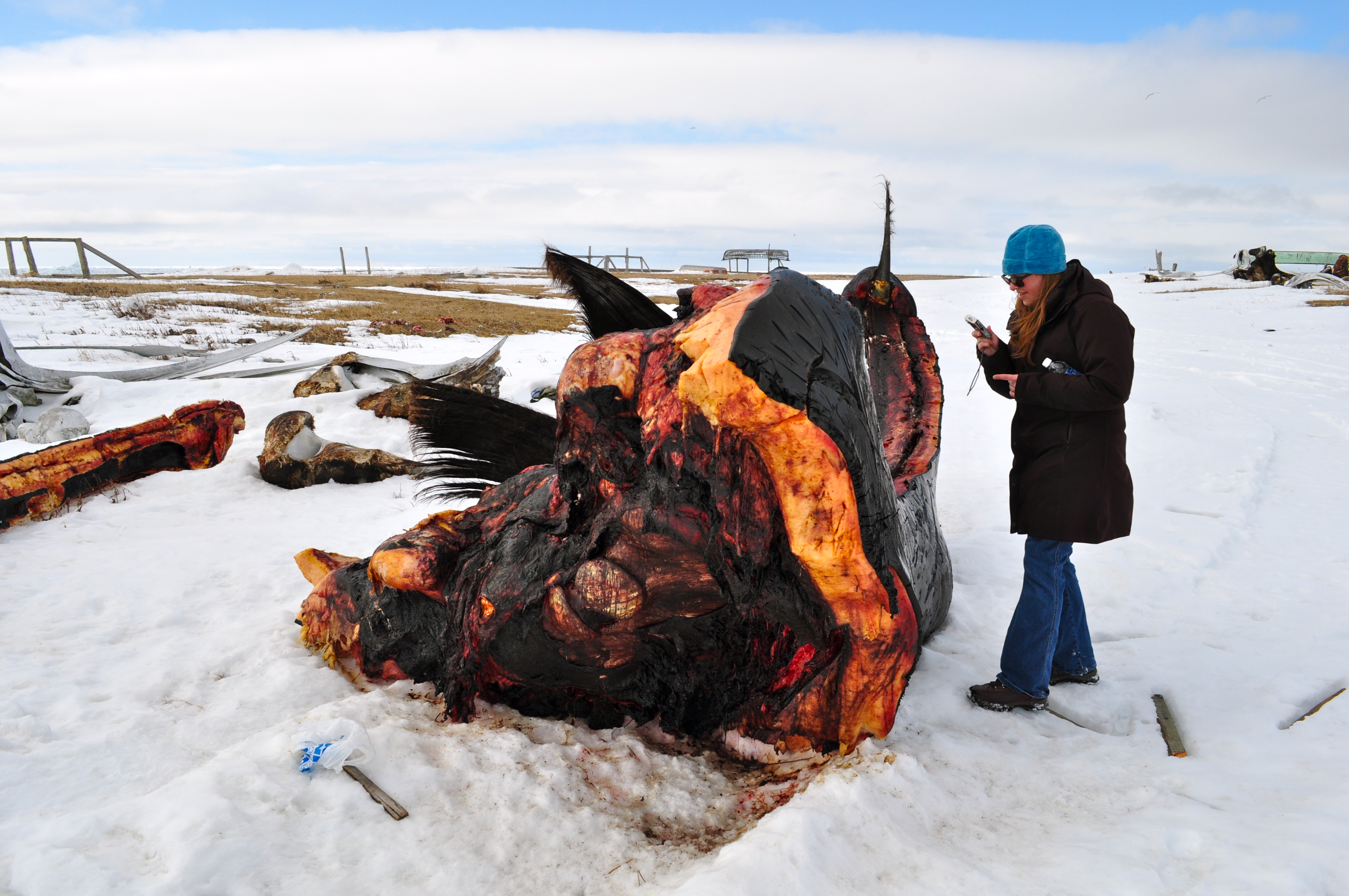 Whale carnage