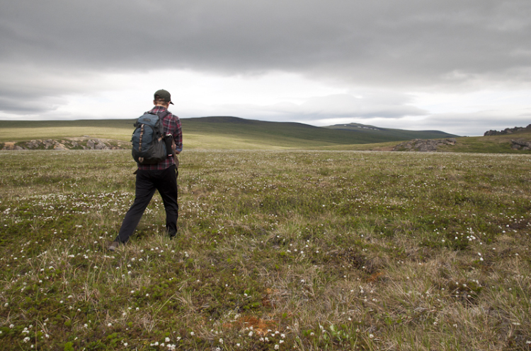 A lone hiker walks through a field of cotton grass under a stormy sky