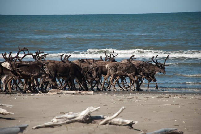 A herd of reindeer trotting along a sandy beach.