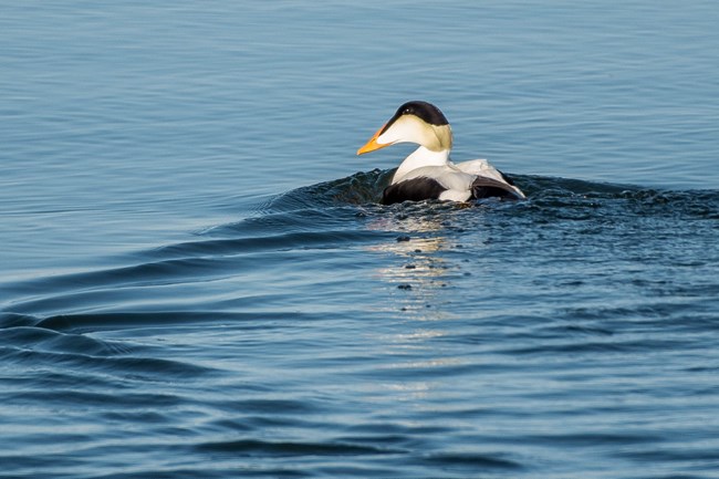 A male eider duck swimming in water. He is mostly white colored with a black cap and yellow beak.