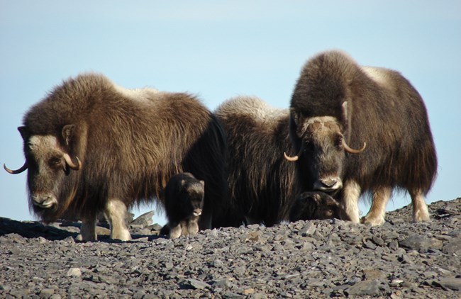 Muskox family