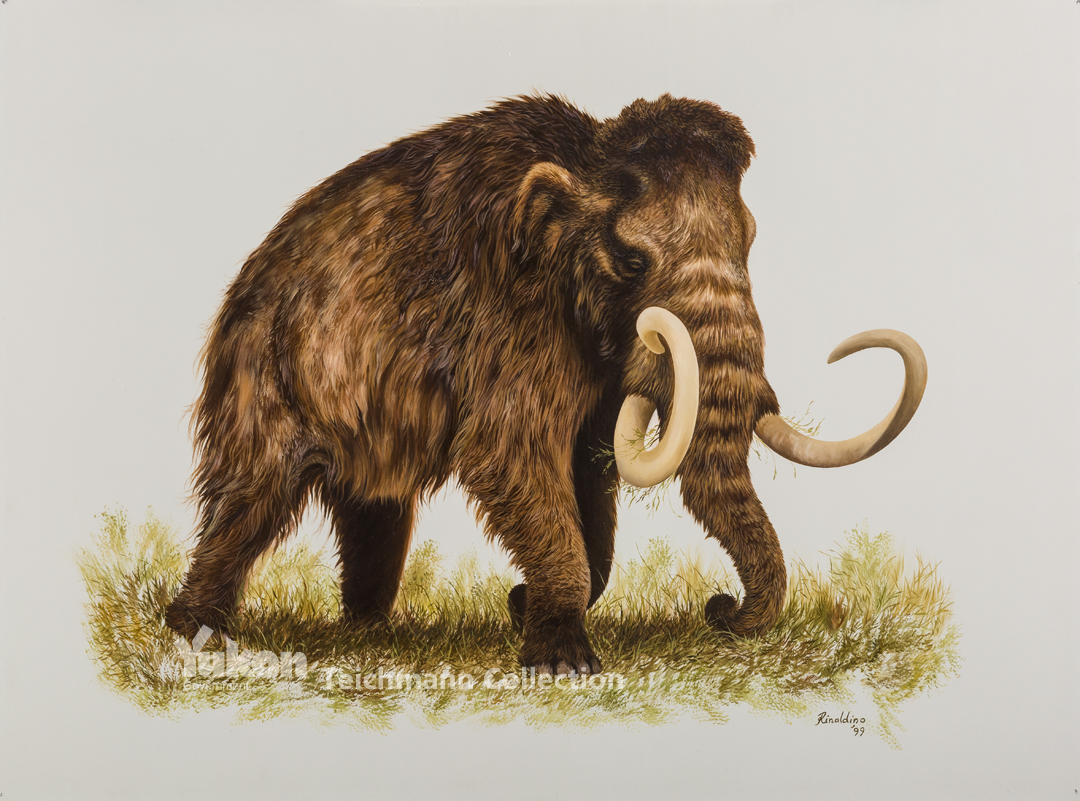 Woolly Mammoth Tusks