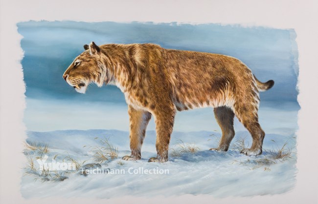 painting of Scimitar Cat