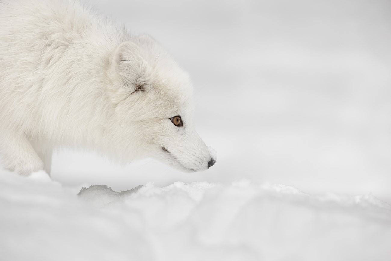 An arctic fox listens closely for small rodents that may be traveling beneath the snow.
