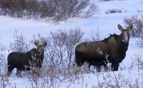 Two dark brown moose, one a cow the other a calf, standing in the snow looking back at the camera. Two dark brown moose, one a cow the other a calf, standing in the snow looking back at the camera.